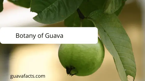 botany-guava