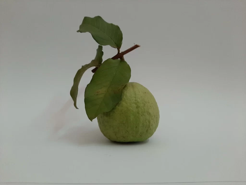 guava cutting