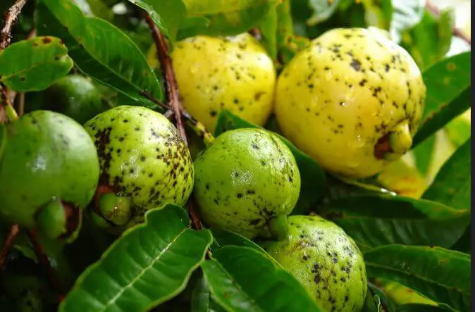 diseases of guava