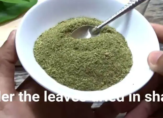 guava leaves for hair growth