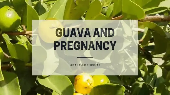 Guava leaf tea during pregnancy