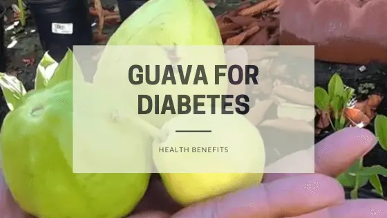 guava diabetes