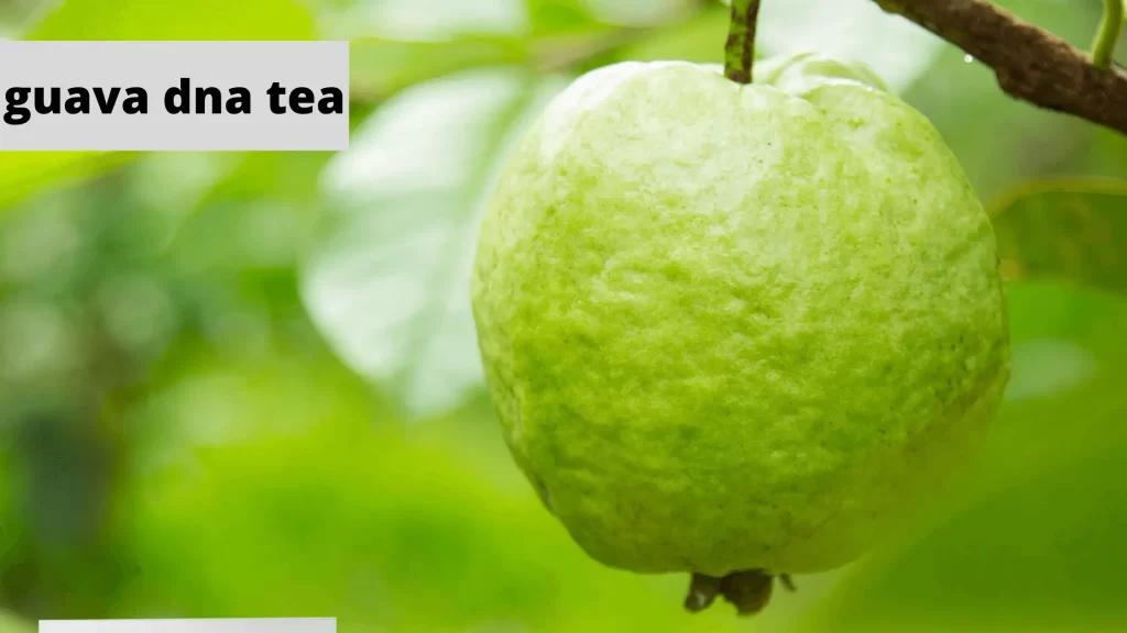 guava dna tea review