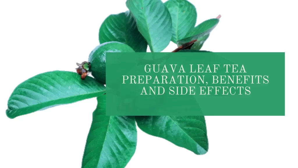 guava leaf tea
