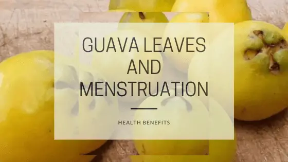 guava leaves and menstruation (2)