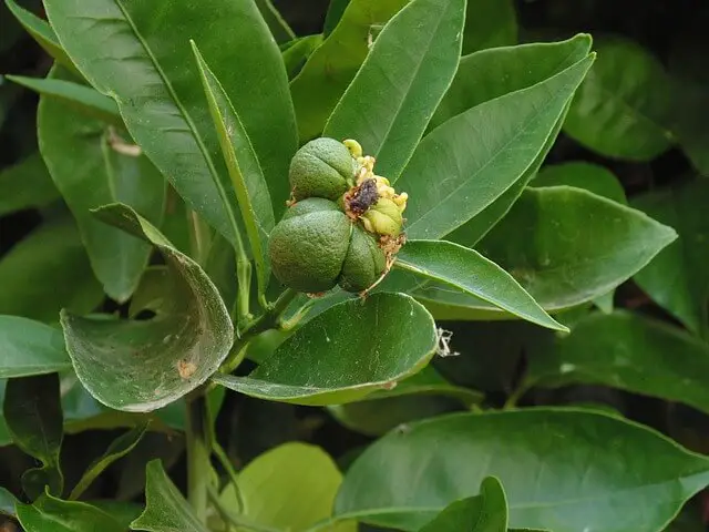guava leaves for infections