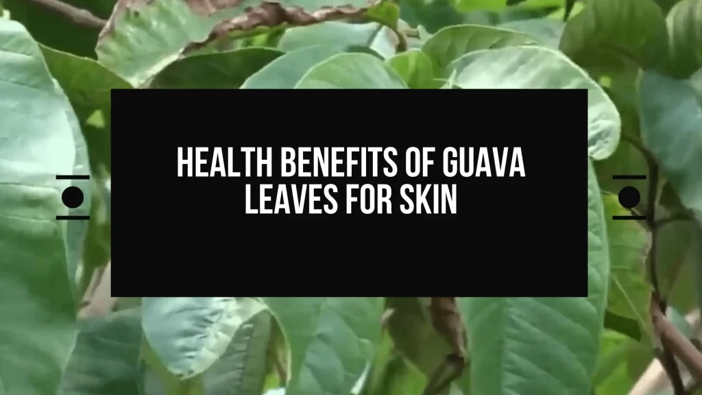 health benefits of guava leaves for skin