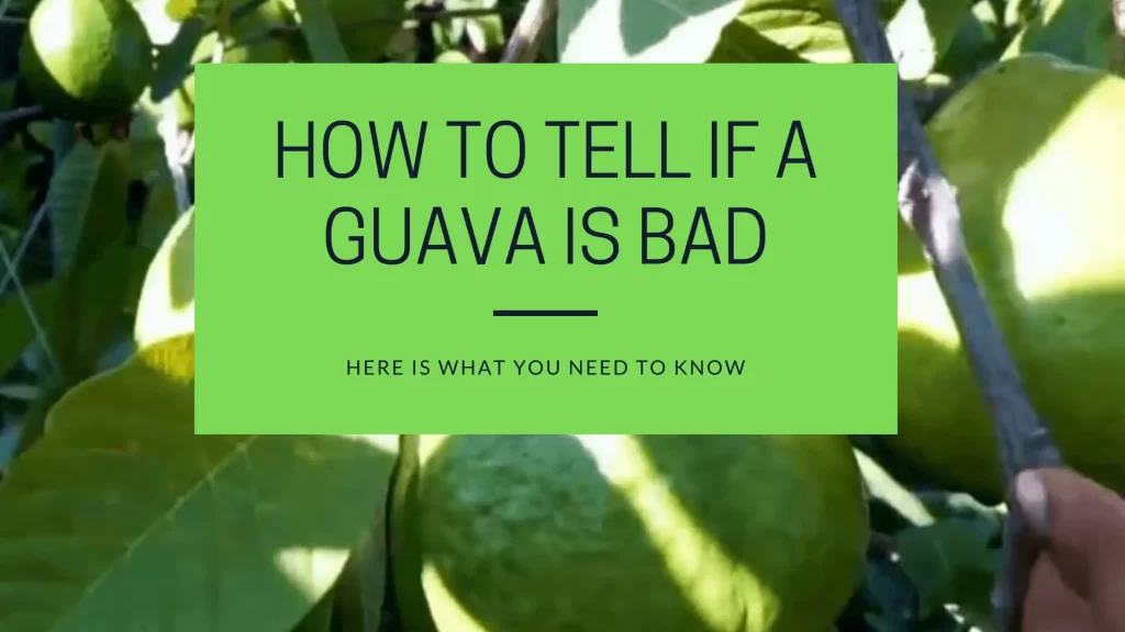 How To Tell If A Guava Is Bad