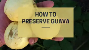 How to store Guava