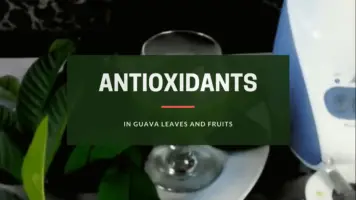 antioxidants in guava leaves and fruits