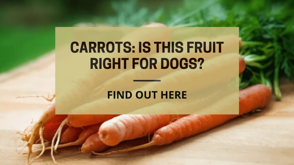 can dogs eat carrots edited