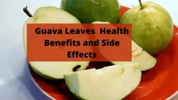 guava leaves benefits and side effects (1)