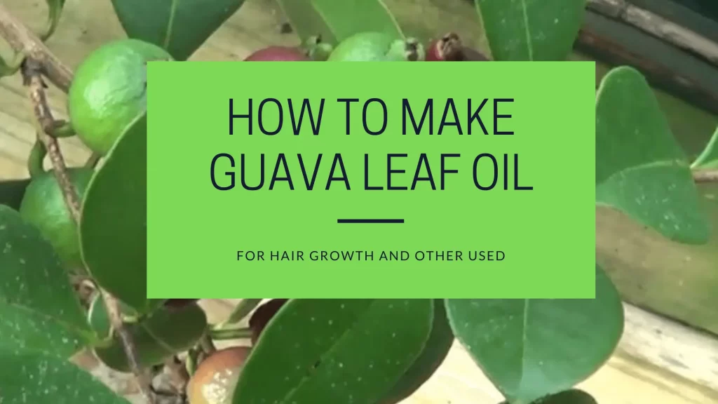 how to make guava leaf oil