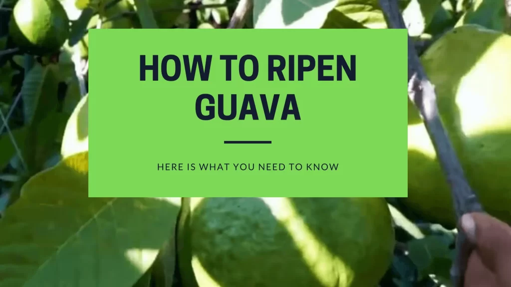 how to ripen guava