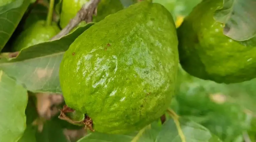 How To Use Guava Leaves For Skin Whitening