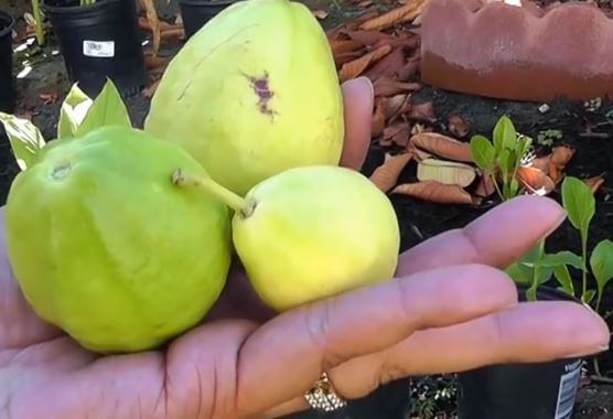 algal leaf spot of guava (2)