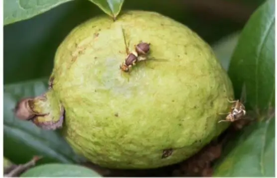 how to deter insects from guava tree