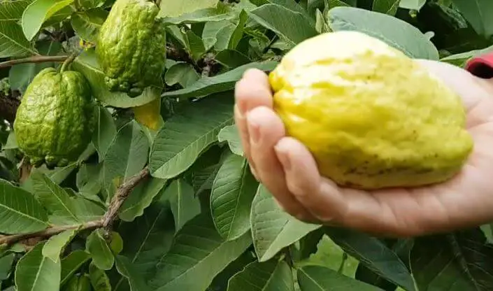 Guava Vs Banana