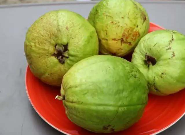 Similarities And Difference Between Guava And Mango