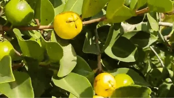 guava leaf tea for sleep leaves