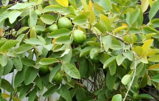 can guava leaves cure yeast infection