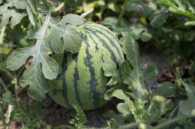Can You Grow Watermelon In A Pot