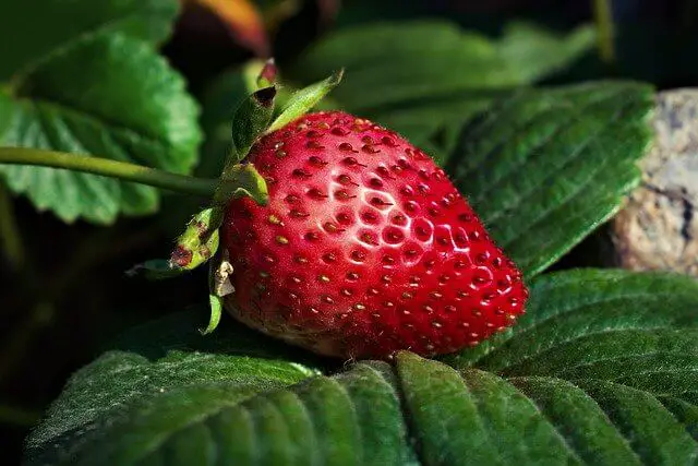 Diabetics eat strawberries