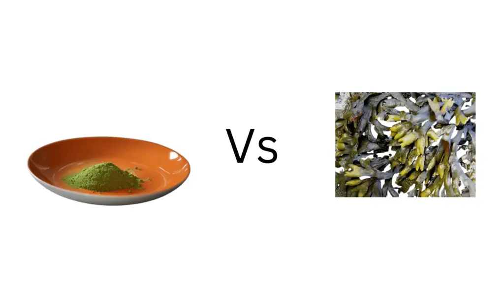 Moringa vs Kelp